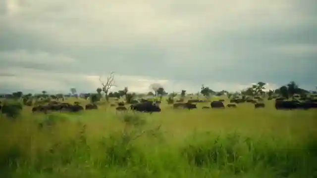 budget-vs-luxury-safaris-krueger-national-park-adventure